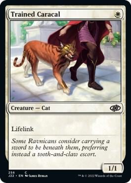 Trained Caracal, Jumpstart 2022 256
